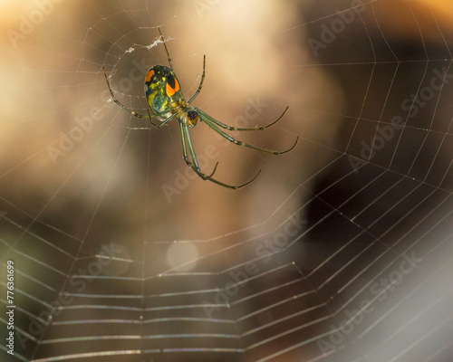 A female Mabel's orchard orb weaver, Leucauge argyrobapta, in the center of its web. The web is intact and the threads are clearly noticeable. photo