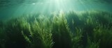 Capturing the Serene Beauty of a Green Seagrass Meadow with Syringodium isoetifolium in Slow Motion. Concept Seagrass Meadows, Syringodium isoetifolium, Slow Motion, Serene Beauty, Green Marine Life