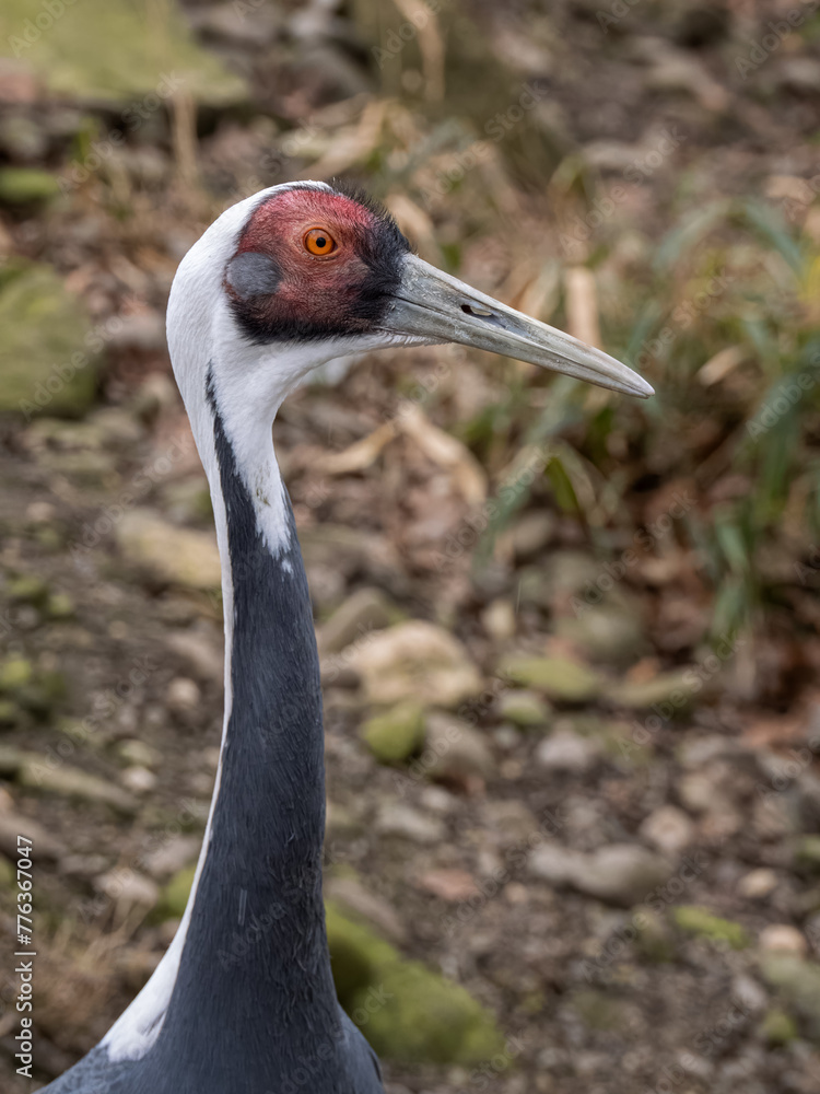 Fototapeta premium White-necked crane bird portrait, observing the surroundings.