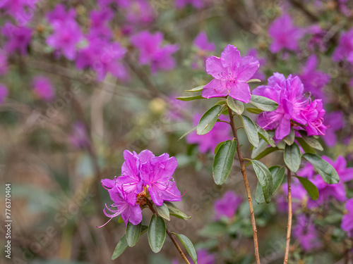 Light purple flowers of rhododendron korean.