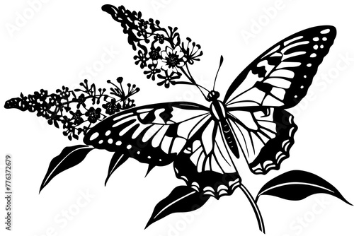 butterfly bush silhouette vector illustration photo