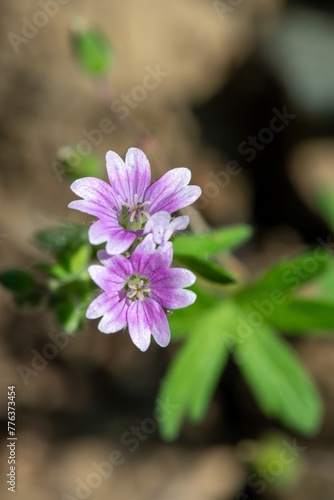 Macro shot of doves foot geranium (geranium molle) flowers in bloom