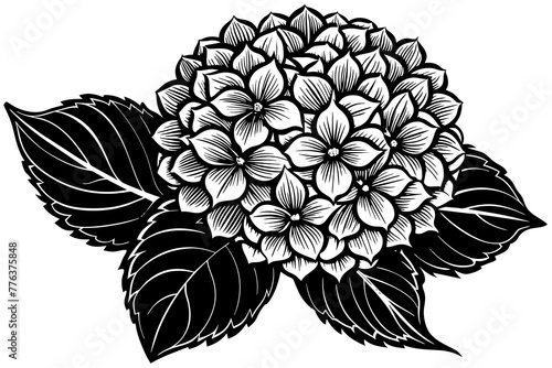 hydrangea flower vector illustration