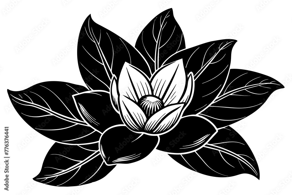 magnolia flower vector illustration