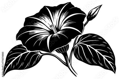 morning glory flower vector illustration photo