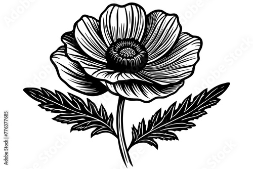 poppy flowers vector illustration