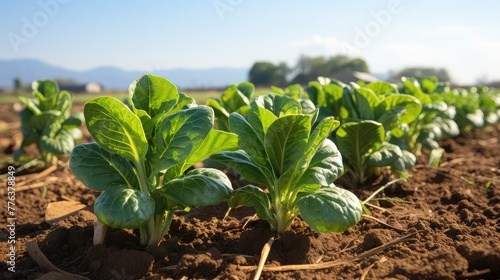 lot of spinach growing on the ground white UHD Wallpaper