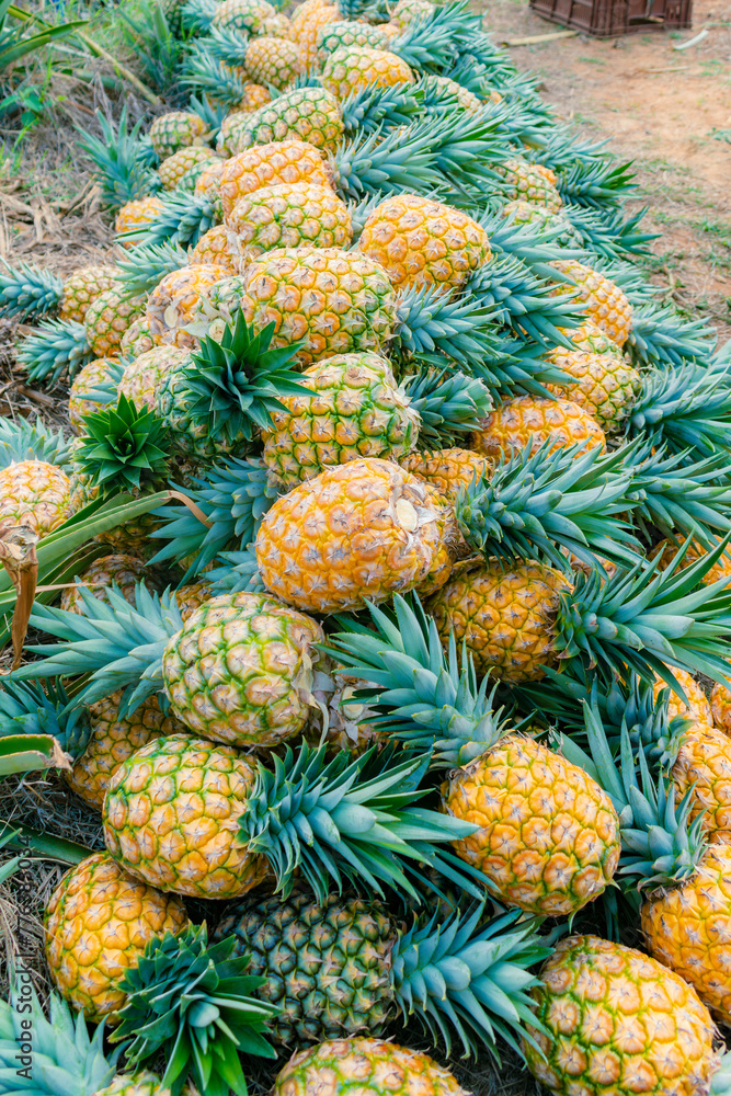 pineapple harvesting in Colombia honey gold variety (Ananas comosus)