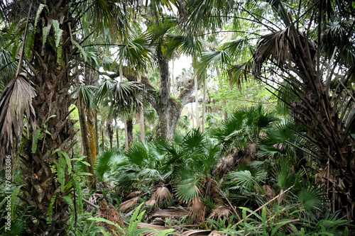 Subtropical Palm and Palmetto Forest and Trail at Enchanted Forest Sanctuary in Florida