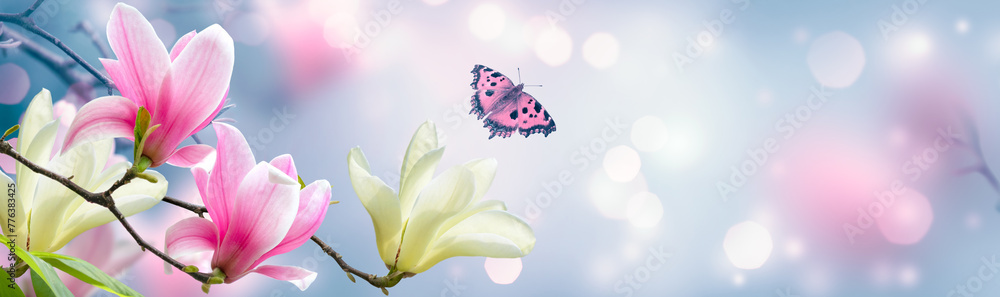 Fototapeta premium Magnolia flower and butterfly in spring fairy tale blooming garden on mysterious floral soft blue blurred background with sun light and boke, beautiful nature park landscape, wide panoramic banner.