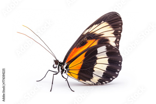 Beautiful Heliconius butterfly isolated on a white background. Side view photo