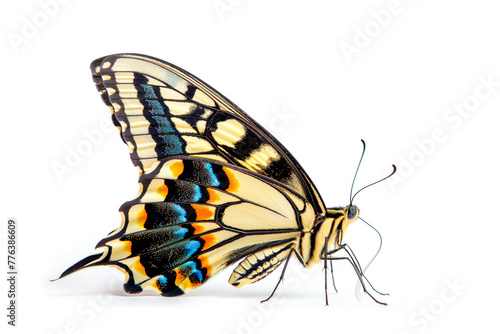 Beautiful Swallowtail butterfly isolated on a white background. Side view
