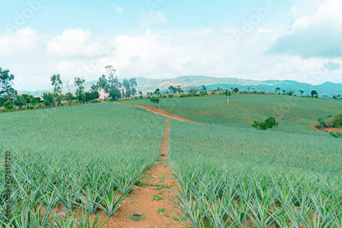 pineapple plantation in colombia