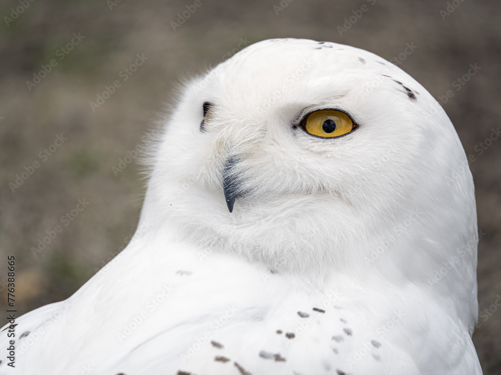 Obraz premium Snow owl head portrait outdoors.