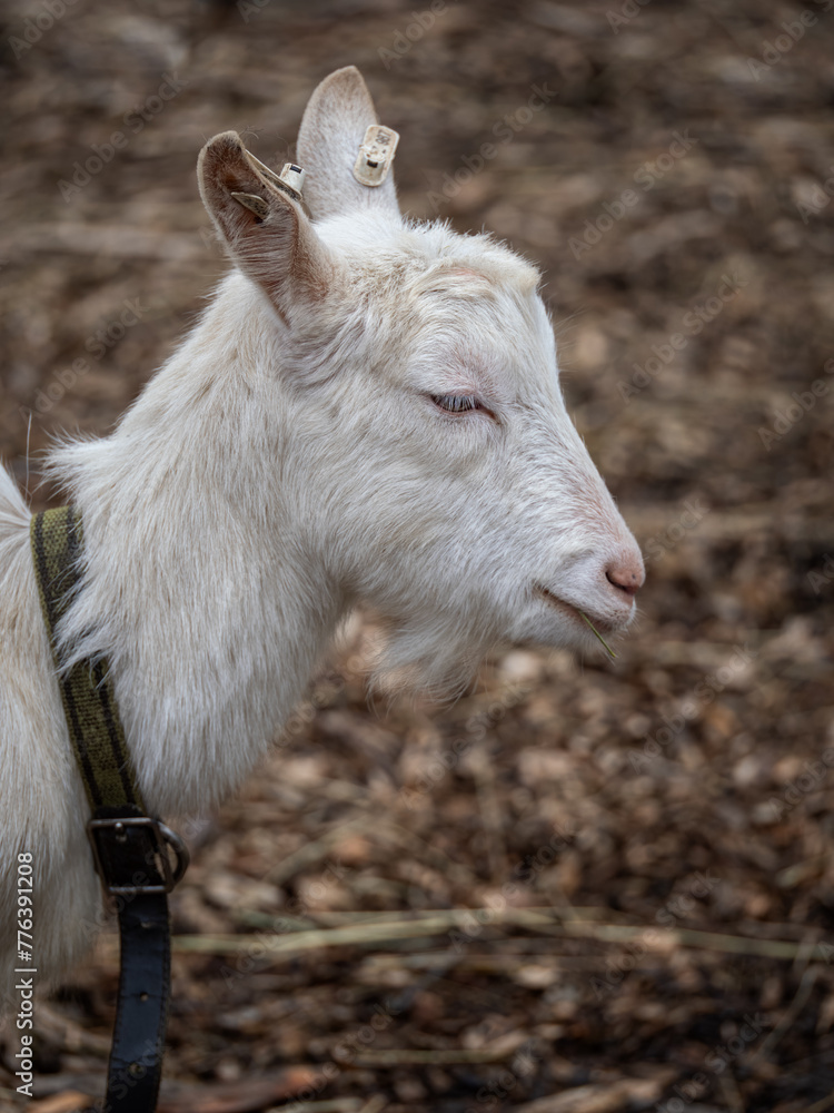 Fototapeta premium Baby goat white outside in paddock.