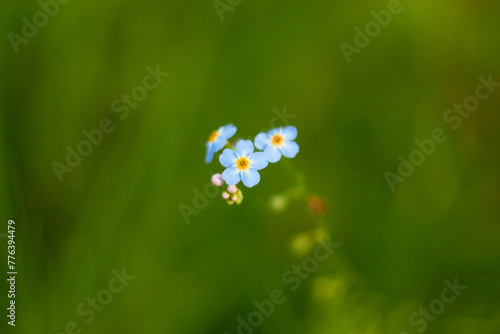 Water Forget-Me-Not, small blue flowers with yellow centres. Myosotis scorpioides.
