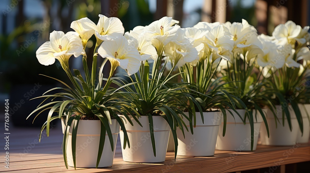 White plastic pot flowers on terrace UHD Wallpaper