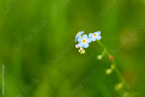 Water Forget-Me-Not, small blue flowers with yellow centres. Myosotis scorpioides.
