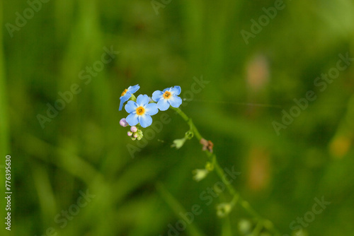 Water Forget-Me-Not, small blue flowers with yellow centres. Myosotis scorpioides.
