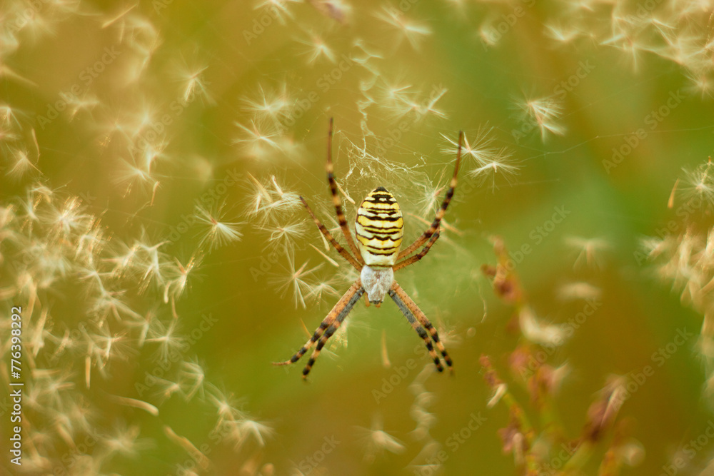 Argiope bruennichi is a bright spider from the Coleoptera family, with a striped yellow-black-white abdomen.
Argiope bruennichi is a bright spider from the Coleoptera family, with a striped yellow-black-white abdomen.