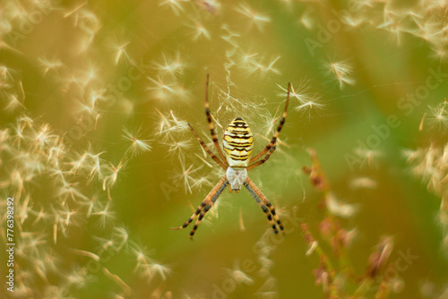 Argiope bruennichi is a bright spider from the Coleoptera family, with a striped yellow-black-white abdomen. 