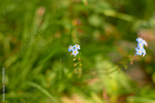 Water Forget-Me-Not, small blue flowers with yellow centres. Myosotis scorpioides.

