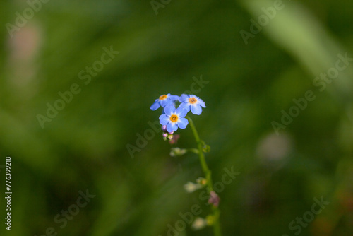 Water Forget-Me-Not, small blue flowers with yellow centres. Myosotis scorpioides.

