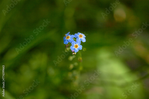 Water Forget-Me-Not, small blue flowers with yellow centres. Myosotis scorpioides.
