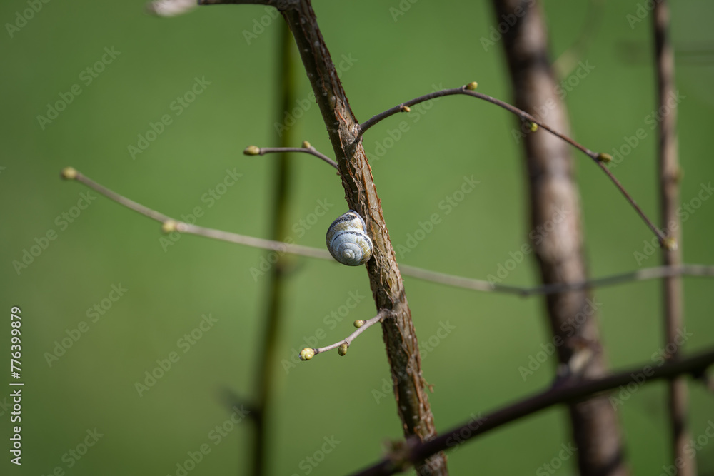 A worn snail shell on a slender hazel trunk. A worn snail shell on a slender hazel trunk.