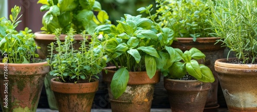 A row of plant pots with green foliage