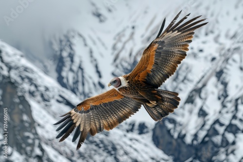 A majestic Bearded Vulture soars with outstretched wings against the stunning backdrop of snow-covered peaks
