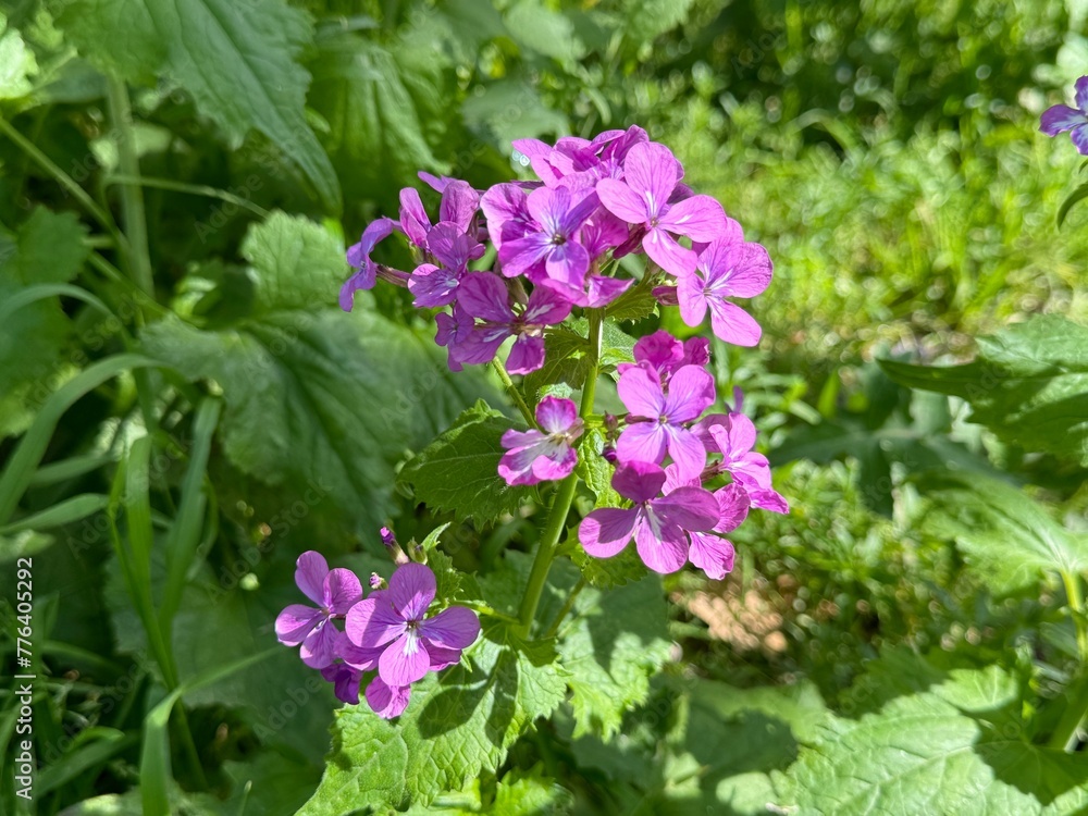 Pretty flowers of annual honesty Lunaria annua
Pretty flowers of annual honesty Lunaria annua