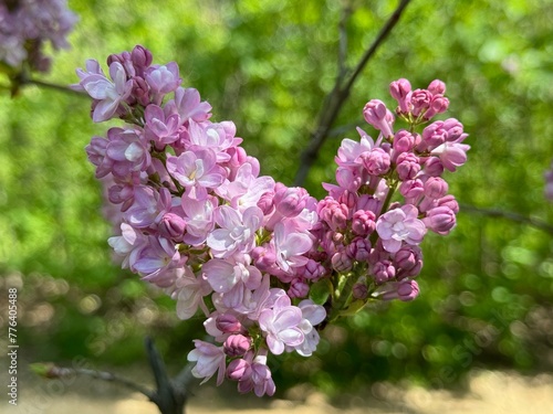 Syringa, Common Lilac, French Lilac 'Krasavitsa Moskvy' (Syringa vulgaris).
 photo