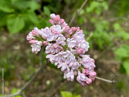 Syringa, Common Lilac, French Lilac 'Krasavitsa Moskvy' (Syringa vulgaris). 