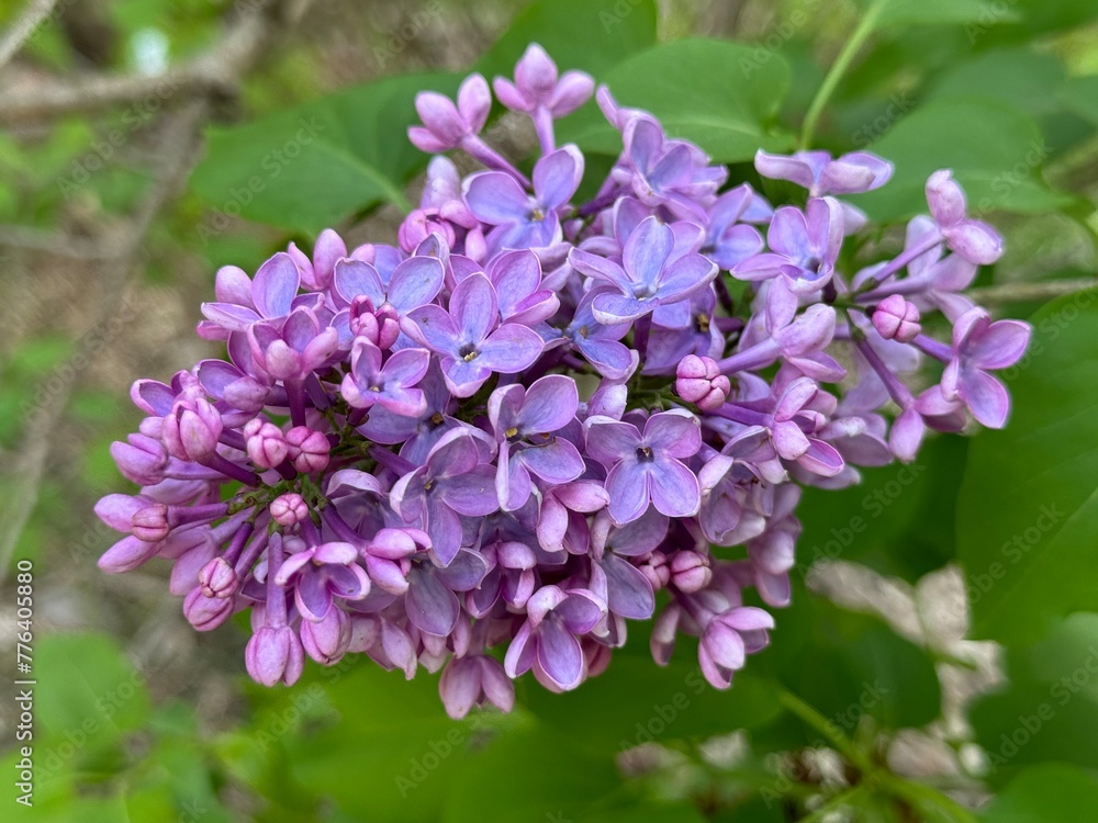 Syringa, common purple Lilac, French Lilac 'Krasavitsa Moskvy' (Syringa vulgaris).
Syringa, common purple Lilac, French Lilac 'Krasavitsa Moskvy' (Syringa vulgaris).