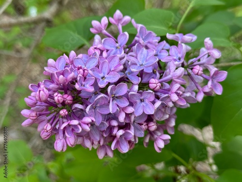 Syringa  common purple Lilac  French Lilac  Krasavitsa Moskvy   Syringa vulgaris . 