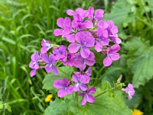 Pretty flowers of annual honesty Lunaria annua.
