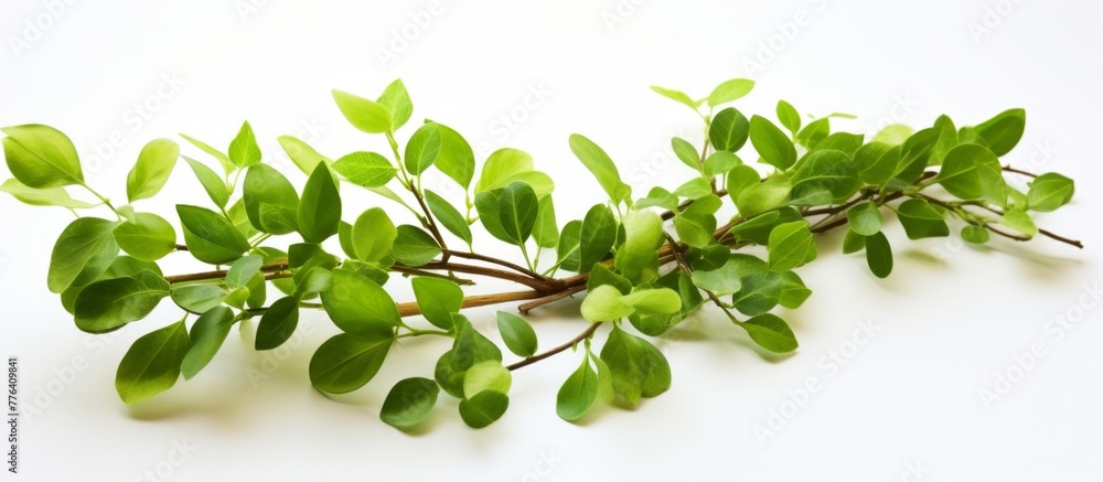 Obraz premium Close-up view of a vibrant branch covered in fresh green leaves, showcasing the beauty of nature