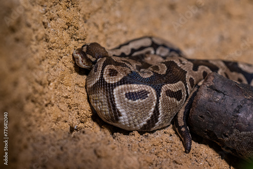 Fotografie Royal python snake in terrarium.
