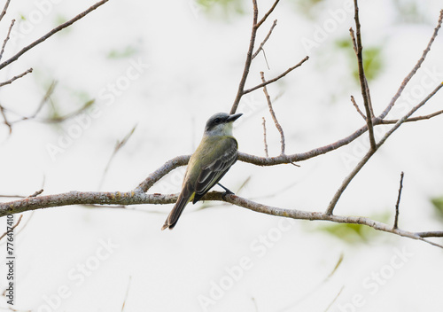 A tropical kingbird, Tyrannus melancholicus, perched on a tree branch in Mexico. photo