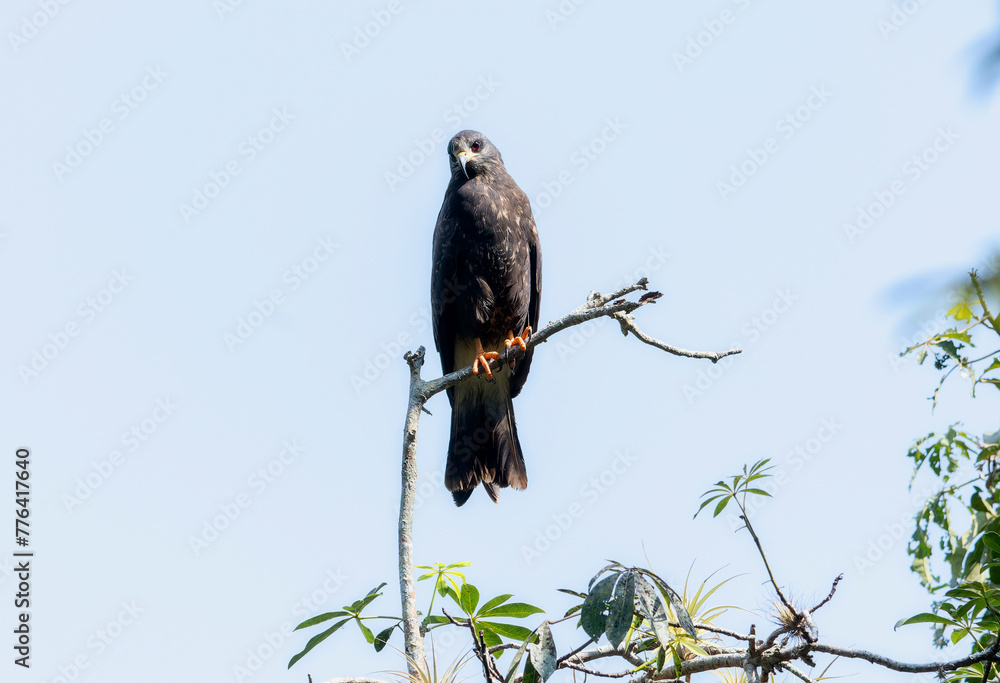 Fototapeta premium A snail kite, Rostrhamus sociabilis, is perched at the top of a tree branch, against the backdrop of a Mexican landscape