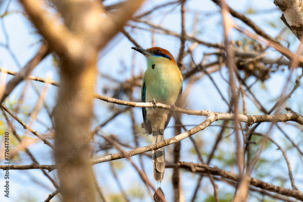 A russet-crowned motmot, Momotus mexicanus, perched on a tree branch in Mexico. A russet-crowned motmot, Momotus mexicanus, perched on a tree branch in Mexico.