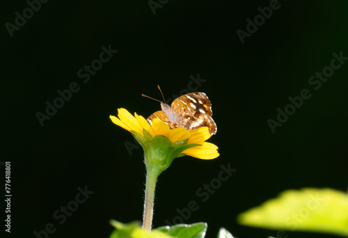 A butterfly, Pale banded Crescent, Anthanassa tulcis, in Mexico perched on top of a vibrant yellow flower. photo