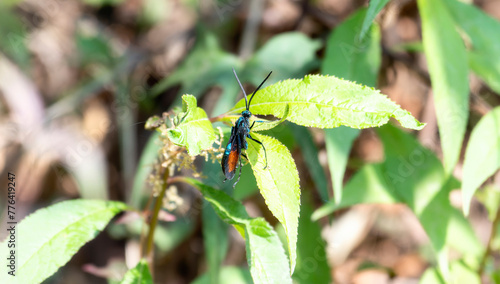 A New World Tarantula-hawk, in the Pepsis, a wasp, on top of a vibrant green leaf in Mexico. photo