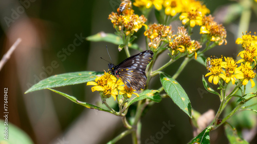 A narrow banded Dartwhite, Catasticta flisa, ssp. flisa, butterfly, perched delicately on a vibrant yellow flower in Mexico.