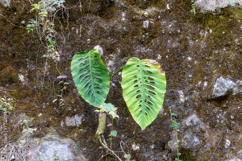 Two green leaves from a Monstera siltepecana plant are seen on a rock surface in Mexico.