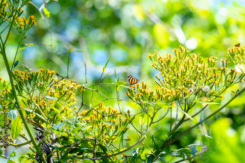 A Long-Winged Crescent, Eresia phillyra, ssp. phillyra,  butterfly, perched on budding yellow flowers in Mexico.