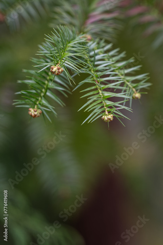 Douglas fir in detail on a twig. photo
