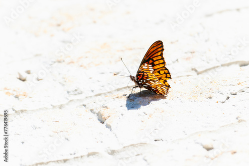 A Mexican Silverspot butterfly, Dione moneta, butterfly, perched on the ground in Mexico.
