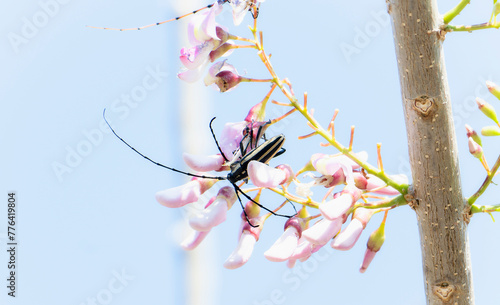 A longhorn beetle, Sphaenothecus trilineatus, perched on a vibrant pink flower in Mexico.